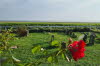 groede hallig kirche 10