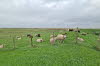 groede hallig schafe 01