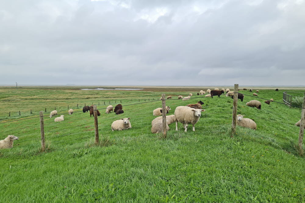 groede hallig schafe 01