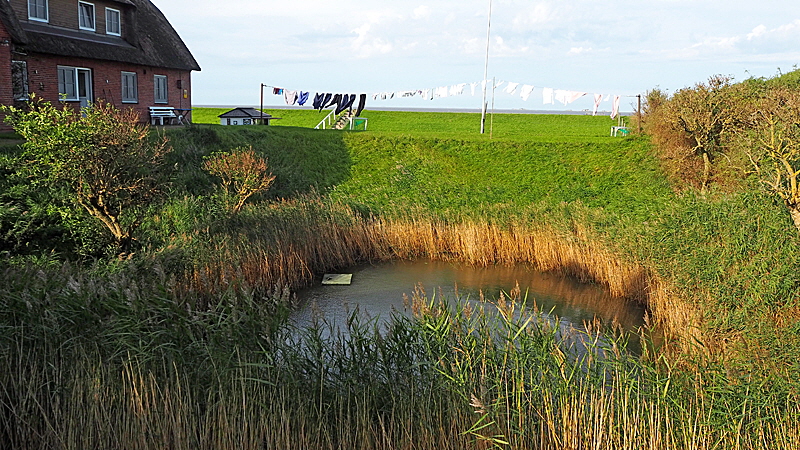 hallig fehting groede bild 01