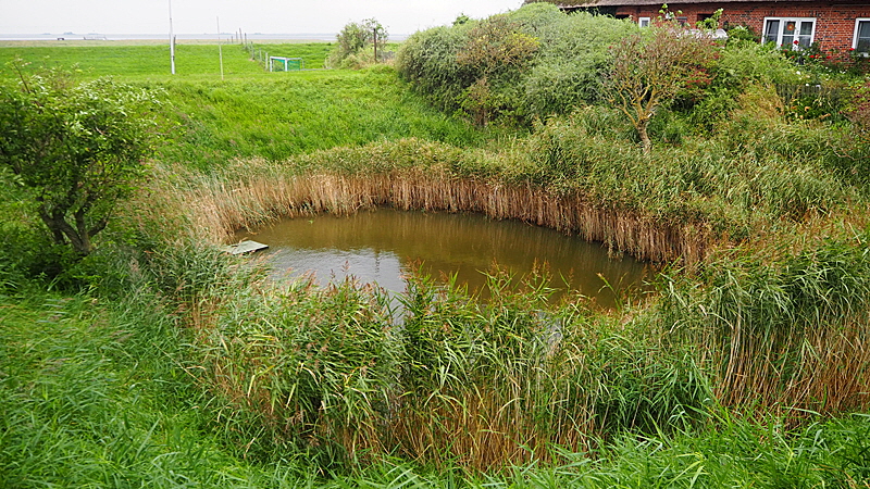 hallig fehting groede bild 02