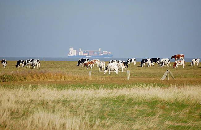 vorland neuwerk 07